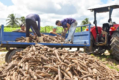 Experimento com 21 variedades de macaxeira fortalece agricultura familiar em Sergipe